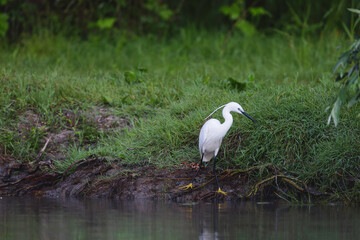 Photo of a graceful egret standing at the water's edge in the beautiful Danube Delta Danube Delta birds wild life