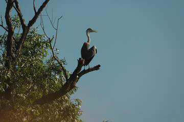 Photo of a majestic bird perched on a tree branch in the Danube Delta Danube Delta birds wild life