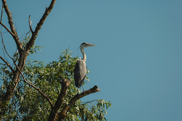 Photo of a beautiful bird perched on a tree branch in the Danube Delta Danube Delta birds wild life