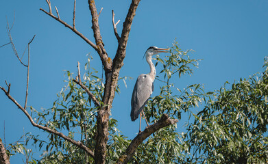 Photo of a majestic bird standing tall on a tree branch in the mesmerizing Danube Delta Danube Delta birds wild life