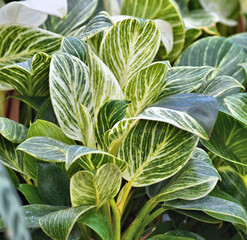 Philodrendon variety Birkin showing its characteristic leaf coloration