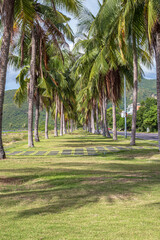 palm trees on the beach