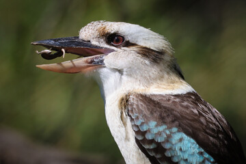 Kookaburra Eating a Lizard