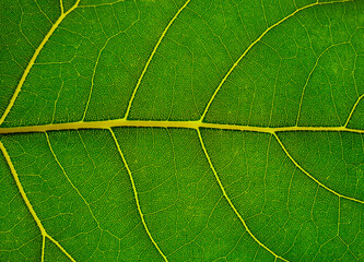 A close-up with the veins of a green leaf