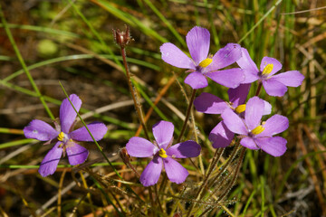 Flowers of Byblis filifolia, the carnivorous rainbow plant, in natural habitat, Western Australia