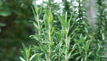 rosemary
