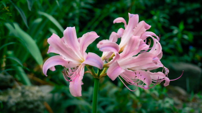 beautiful Lycoris squamigera