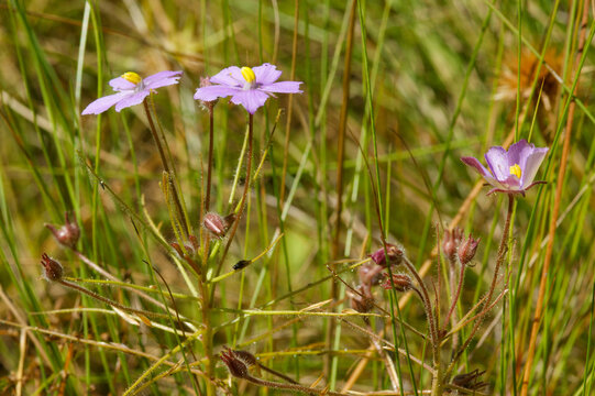 Rainbow plant (Byblis filifolia) in flower in natural habitat, Western Australia