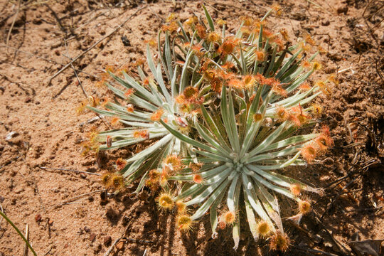 Carnivorous sundew Drosera ordensis with sticky leaf tips, growing in red sand in its natural habitat in Northern Western Australia