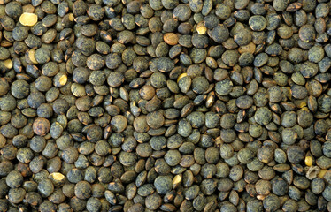Lens esculenta , Lentille verte