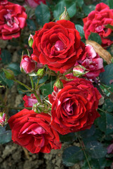 Rosier, Rose 'Maidy'