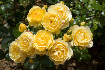 Rosier, Rose 'Indiane'