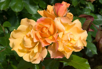 Rosier, Rose 'Tequila'