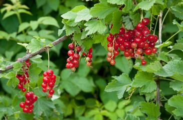 groseillier, Ribes grossularia