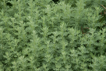 Absinthe, Artemisiae absinthium