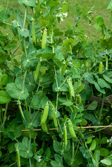 petit pois, Pisum sativum