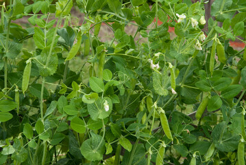 petit pois, Pisum sativum