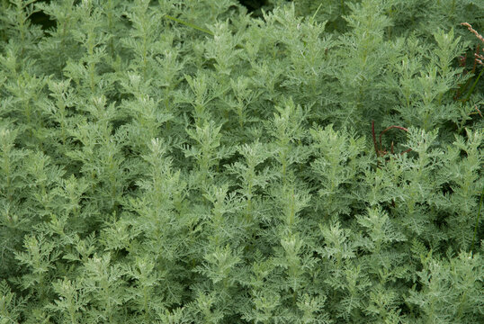 Absinthe, Artemisiae absinthium