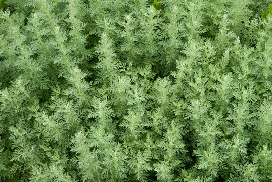 Absinthe, Artemisiae absinthium