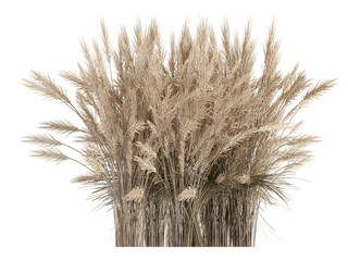 Fototapeta premium wheat ears isolated on white