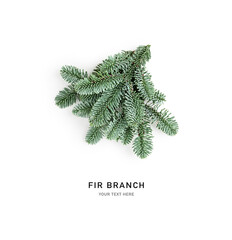 Fir tree branch isolated on white background .