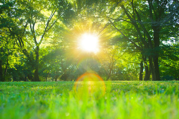 Forest Sunlight