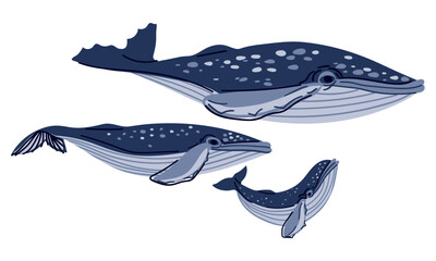 A family of cartoon whales on a white background. Dad, mom and baby in blue colors. Illustration of the humpback whale family. Cute animals swim together. Striped and spotted aquatic animals, fish