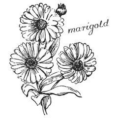 marigold, monochrome flower, monochrome marigold,  marigold on transparent background, flower on transparent background