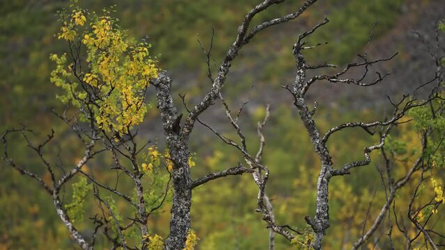 Twisted and gnarled branches of the dwarf birch trees in the autumn tundra. Parallax shot. Bokeh Background.