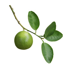 Green lime a citrus fruit with lime leaves on tree branch twig - obrazy, fototapety, plakaty