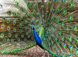 Obraz premium peacock with feathers displayed