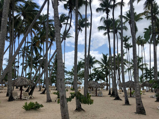 palm tree forest on the beach