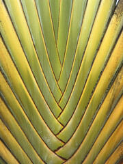 Macro shot of the center of a travellers palm fronds 