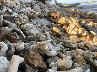 Shells and coal along the rocky beach