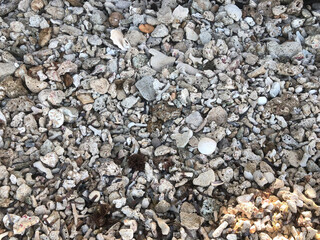 Shoreline of the ocean with the beach covered in rocks, pebbles and coral. 
