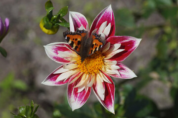 Closeup Small tortoiseshell (Aglais urticae), family Nymphalidae on dahlia 'fashion monger' flower....