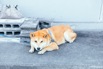 飼い主を待つ柴犬　Shiba Inu waiting for owner