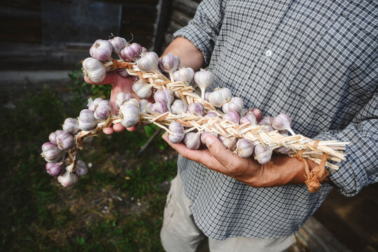 Senior man holding garlic braid in garden