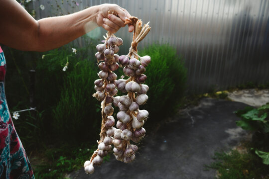 Woman holding garlic braid in greenhouse