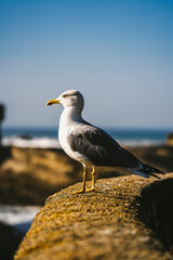 seagull on the beach
