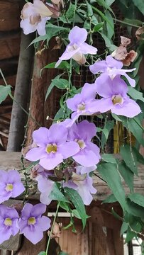 Fleurs de Thunbergia grandiflora, connues sous le nom de vigne du Bengale