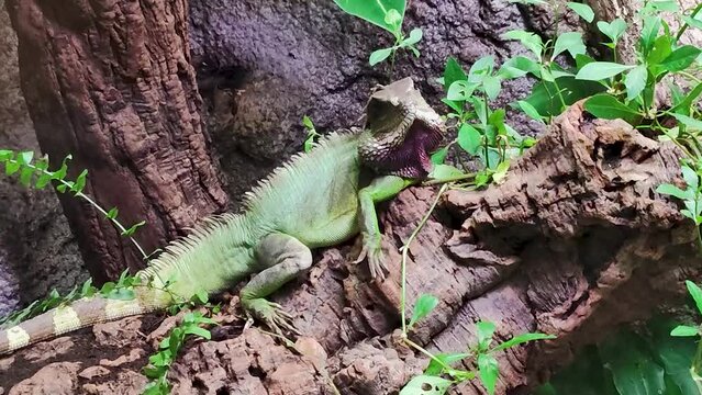 Dragon d'eau asiatique dans un parc animalier
