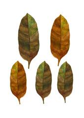 leaves isolated on white