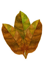 autumn leaf isolated on white