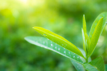 green grass with water drops