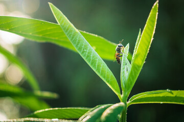 bug on a leaf