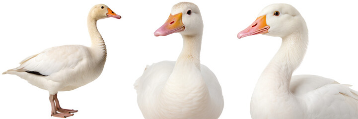 White domestic goose  collection (portrait, side view, standing), animal bundle isolated on a transparent background