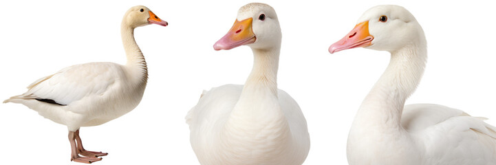 Obraz premium White domestic goose collection (portrait, side view, standing), animal bundle isolated on a transparent background