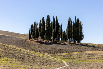  Iconic group of cypress trees in a field, near San Quirico,  Tuscany, Italy