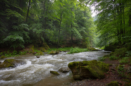 Austria,Styria, River Raba flowing through green forest